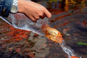 phong-sanh-ca-trong-le-phat-dan-1024x682